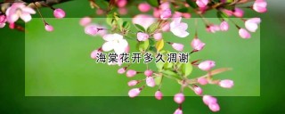 海棠花开多久凋谢,第1图