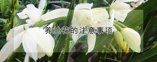 养兰花的注意事项,第1图