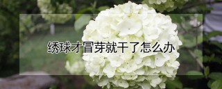 绣球才冒芽就干了怎么办,第1图