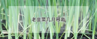 老韭菜几月移栽,第1图