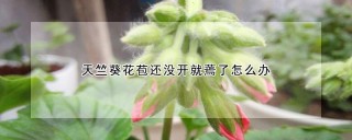 天竺葵花苞还没开就蔫了怎么办,第1图