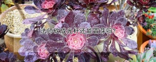 法师砍成光杆还能冒芽吗?,第1图