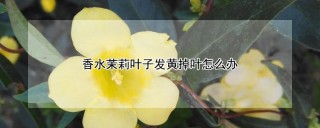 香水茉莉叶子发黄掉叶怎么办,第1图