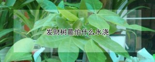 发财树最怕什么水浇,第1图