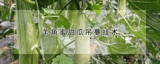 羊角蜜甜瓜吊蔓技术,第1图