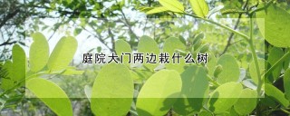 庭院大门两边栽什么树,第1图