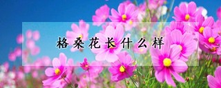 格桑花长什么样,第1图