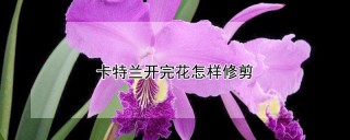 卡特兰开完花怎样修剪,第1图