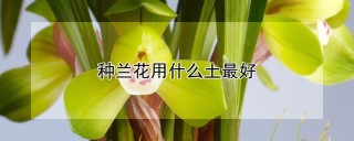 种兰花用什么土最好,第1图