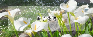 海芋花语,第1图