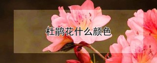 杜鹃花什么颜色,第1图