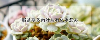 服盆期多肉叶片有化水怎办,第1图