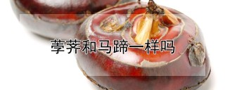 荸荠和马蹄一样吗,第1图