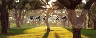 橡树是什么树,第1图