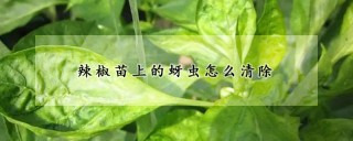 辣椒苗上的蚜虫怎么清除,第1图