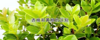 赤楠和黄杨的区别,第1图