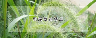 狗尾草的特点,第1图