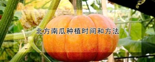 北方南瓜种植时间和方法,第1图