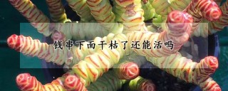 钱串下面干枯了还能活吗,第1图