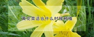 黄花菜适合什么时候种植,第1图