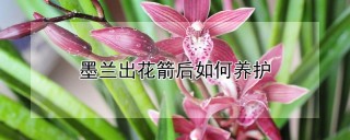 墨兰出花箭后如何养护,第1图