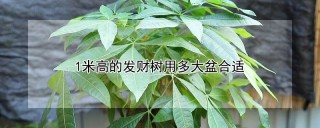 1米高的发财树用多大盆合适,第1图