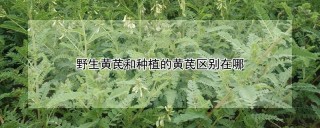 野生黄芪和种植的黄芪区别在哪,第1图