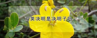 双荚决明是决明子吗,第1图