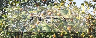 茶油是什么,第1图