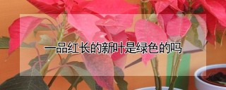 一品红长的新叶是绿色的吗,第1图