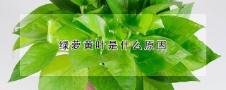 绿萝黄叶是什么原因,第1图