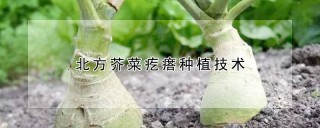 北方芥菜疙瘩种植技术,第1图