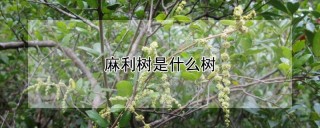 麻利树是什么树,第1图