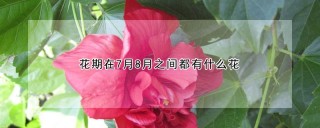 花期在7月8月之间都有什么花,第1图