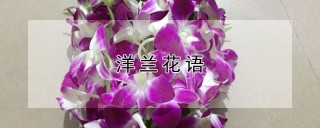 洋兰花语,第1图