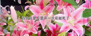 百合花是不是开一次花就死了,第1图