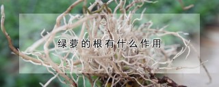 绿萝的根有什么作用,第1图