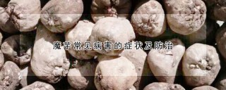 魔芋常见病害的症状及防治,第1图