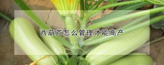 西葫芦怎么管理才能高产,第1图