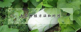 冬瓜种植方法和时间,第1图