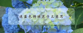 送蓝色绣球花什么意思,第1图