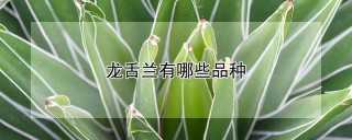 龙舌兰有哪些品种,第1图