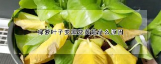 绿箩叶子变黑变黄是什么原因,第1图