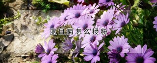 蓝目菊怎么授粉,第1图