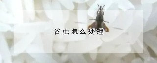 谷虫怎么处理,第1图