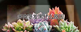 多肉茎发黑什么原因,第1图