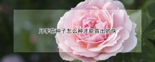 月季花种子怎么种才能苗出的快,第1图