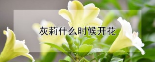 灰莉什么时候开花,第1图