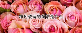 粉色玫瑰的花语是什么,第1图