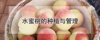 水蜜桃的种植与管理,第1图